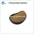 Feed Additive Photosynthetic Bacteria Supplier